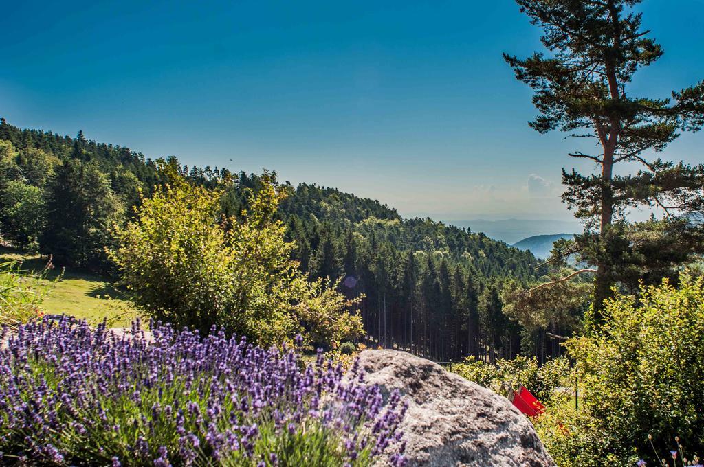 Les Gites D'Adelspach Gites & Spa En Alsace Aubure 외부 사진